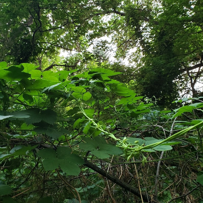 Humulus americanus photo 5