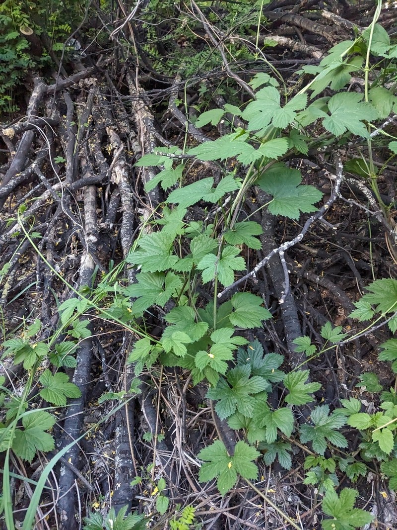 Humulus americanus photo 6