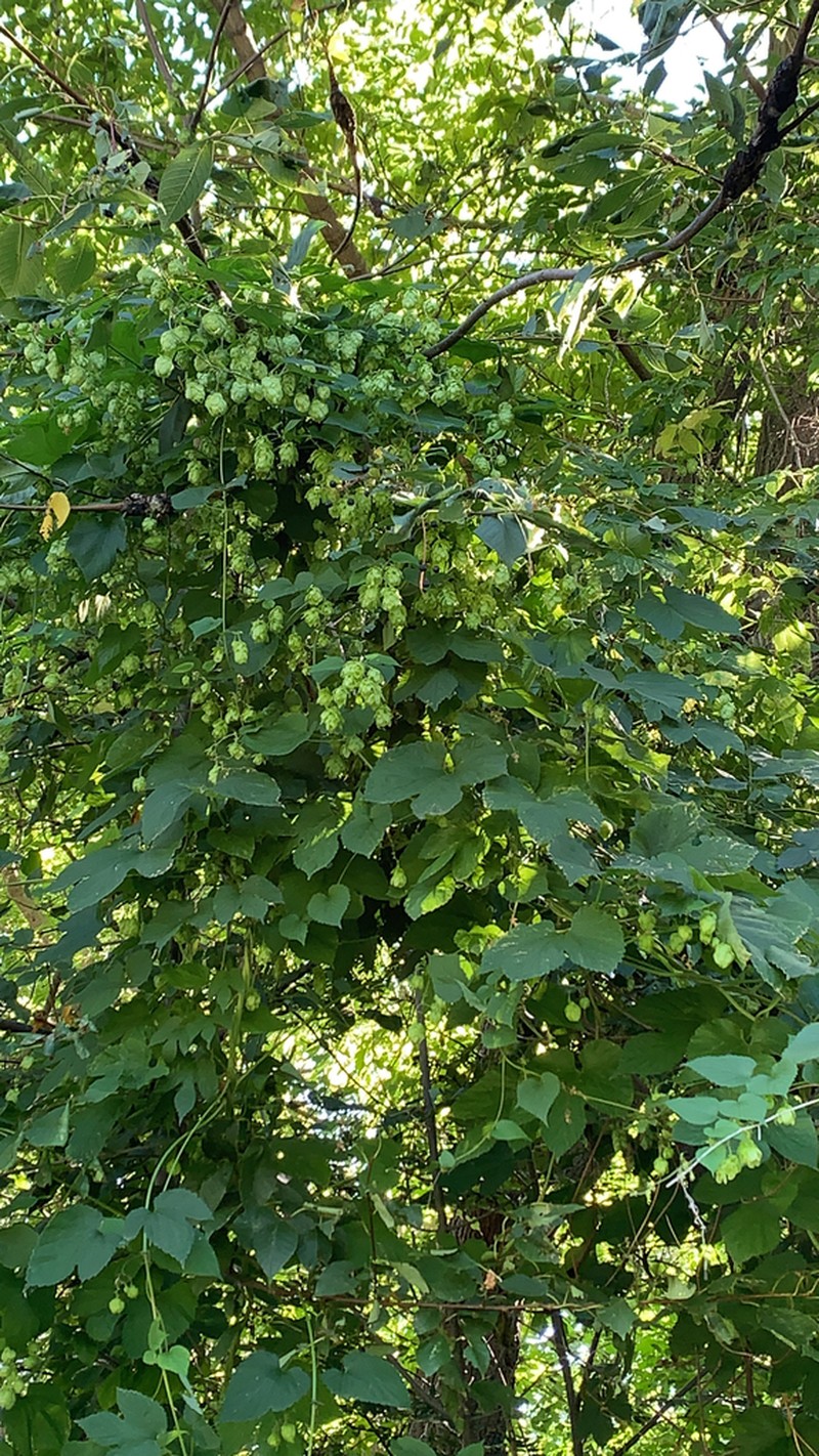Humulus americanus photo 7