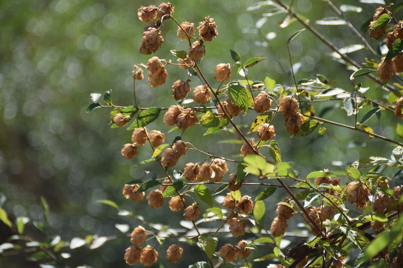 Humulus cordifolius