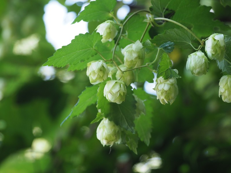 Humulus cordifolius photo 2