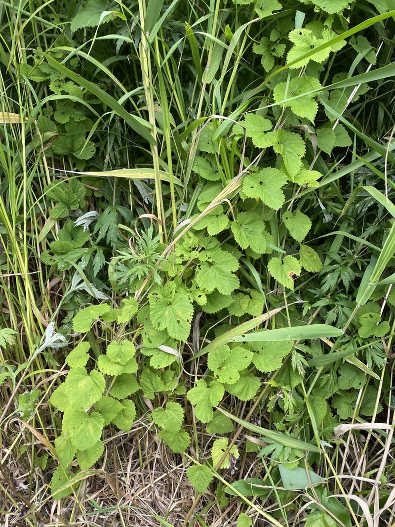 Humulus cordifolius photo 3
