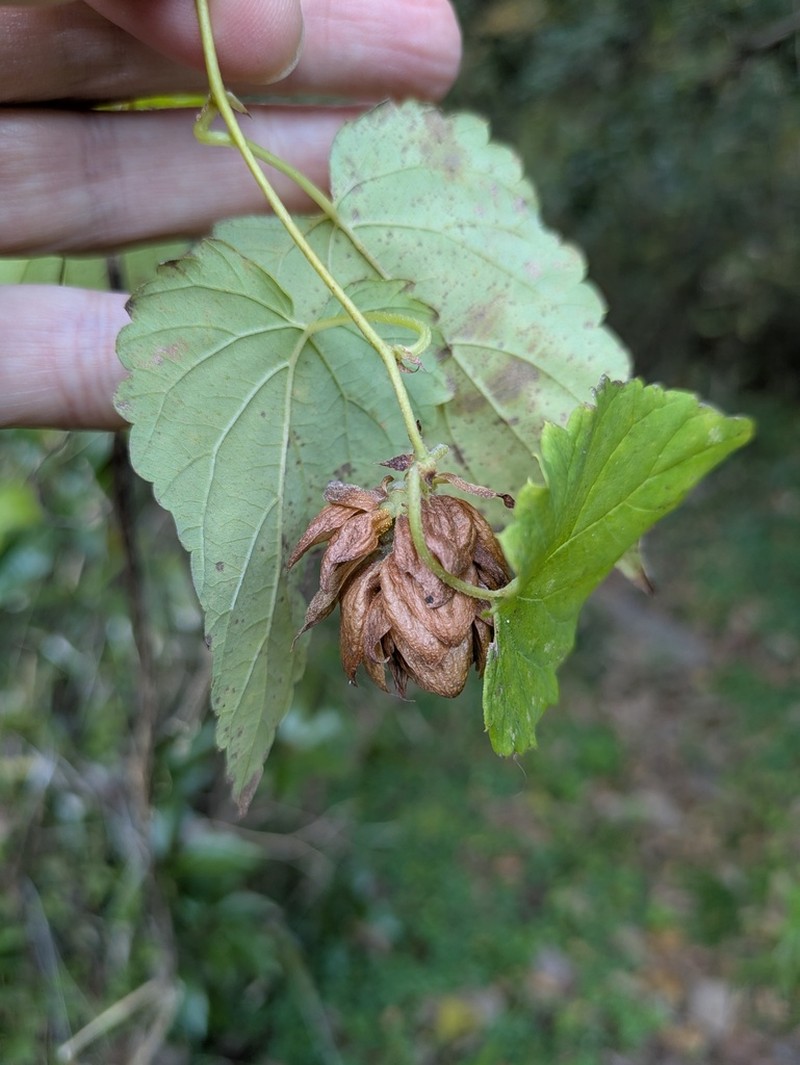 Humulus cordifolius photo 4
