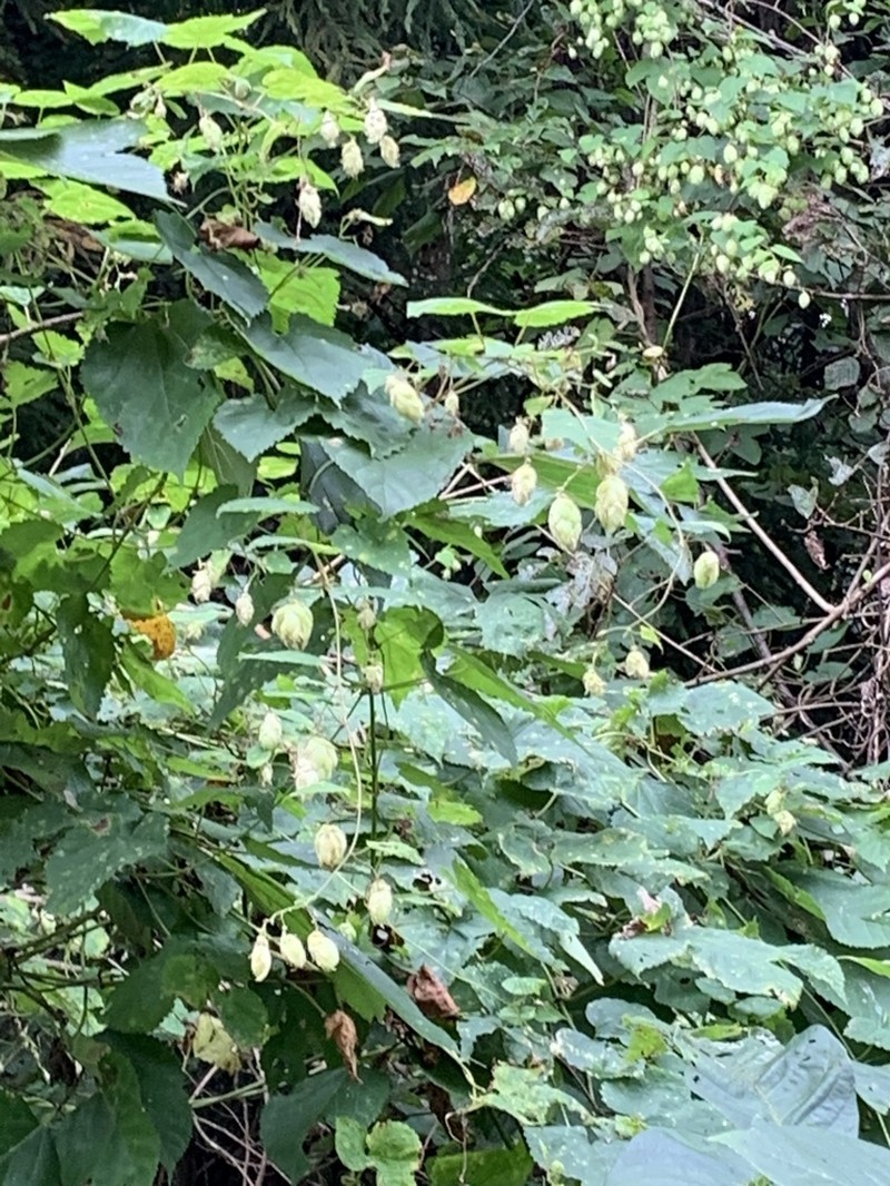 Humulus cordifolius photo 5