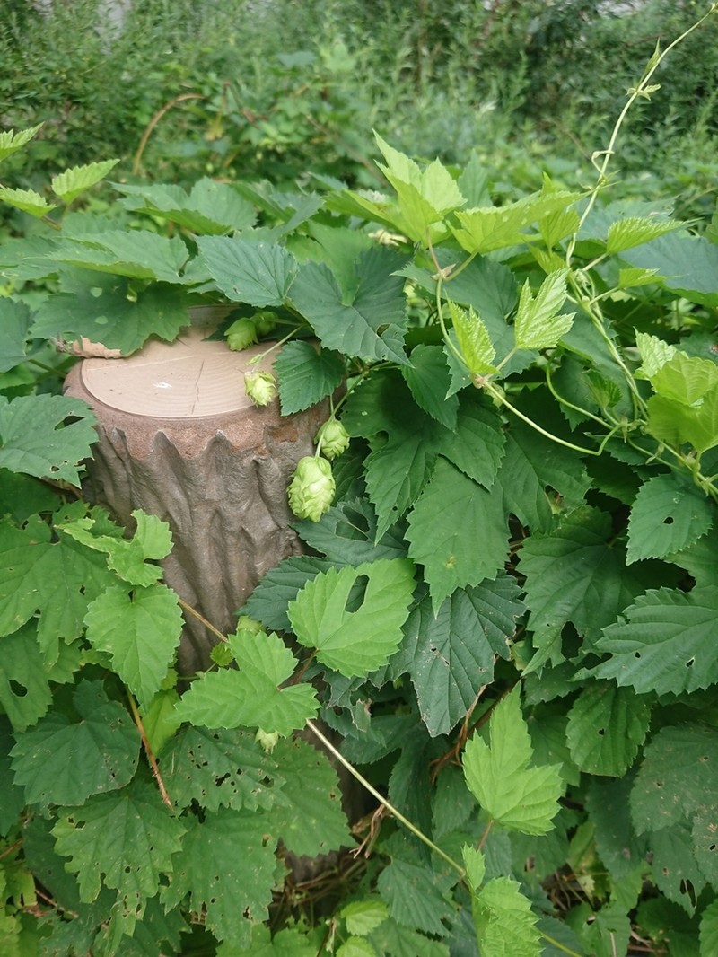 Humulus cordifolius photo 6