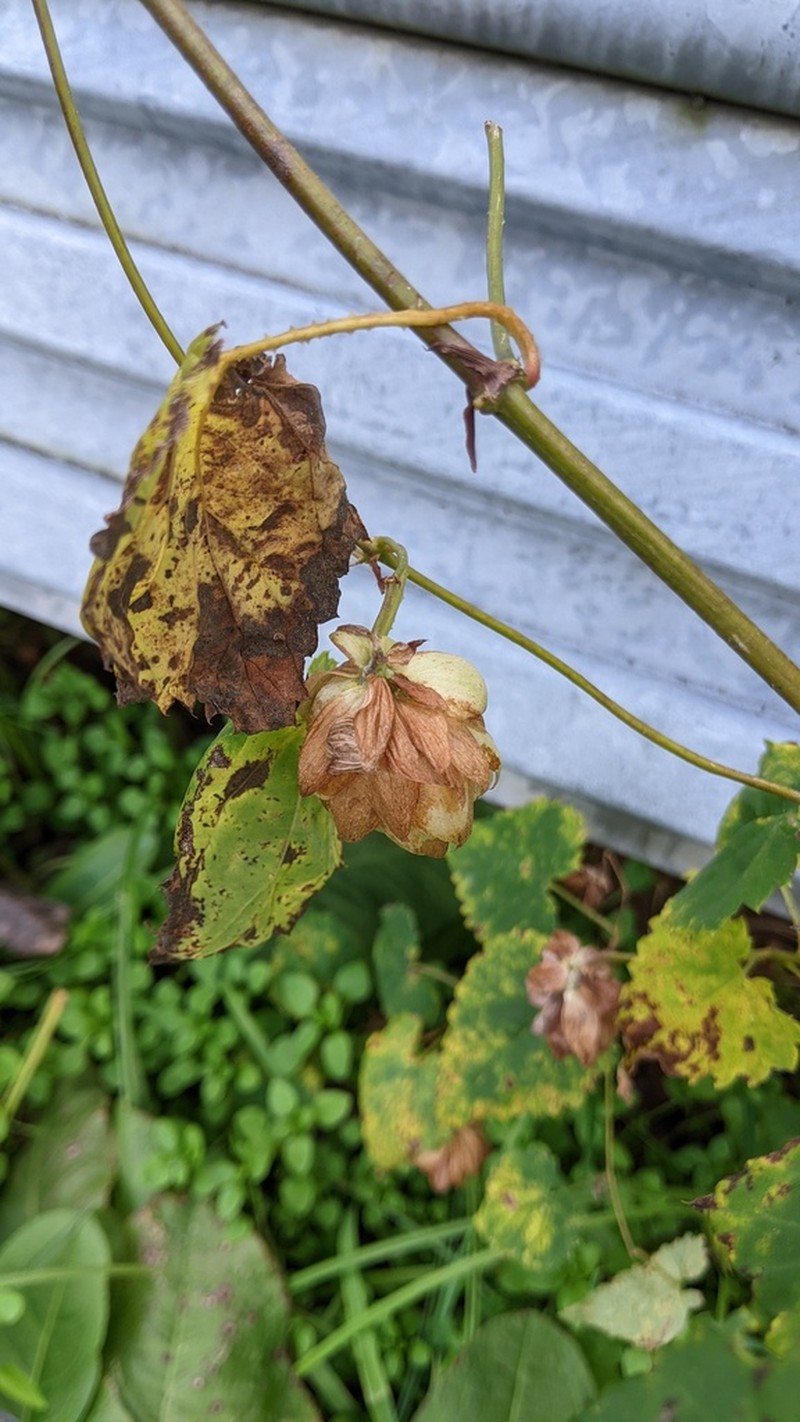 Humulus cordifolius photo 7