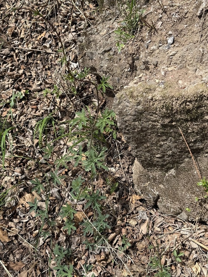 Humulus cordifolius photo 8