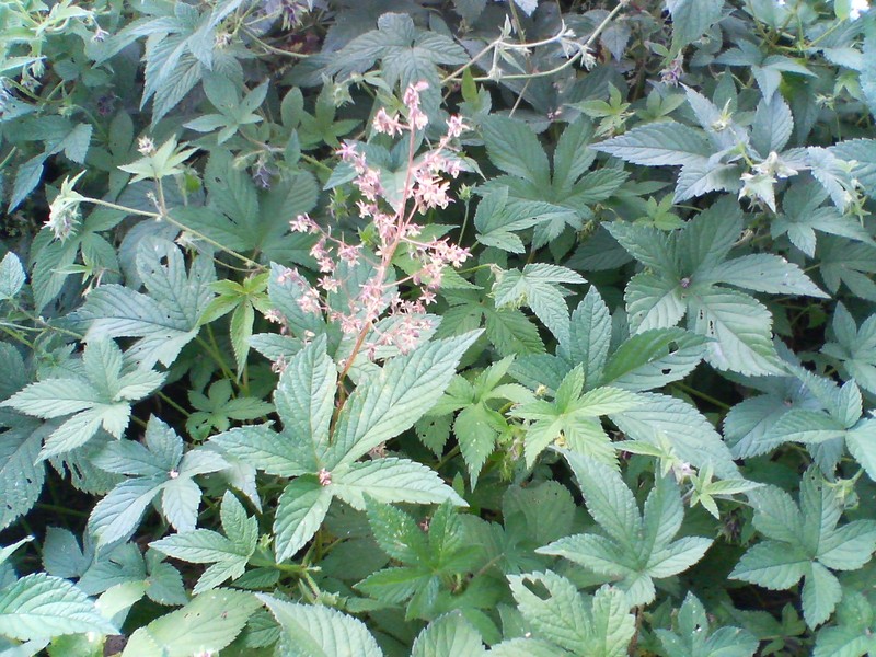 Japanese Hop photo 2