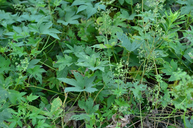 Japanese Hop photo 4