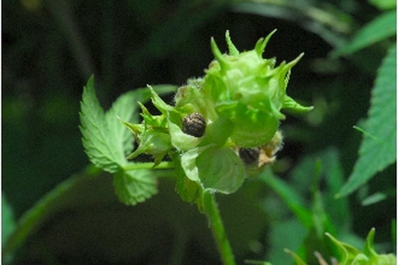 Japanese Hop photo 5