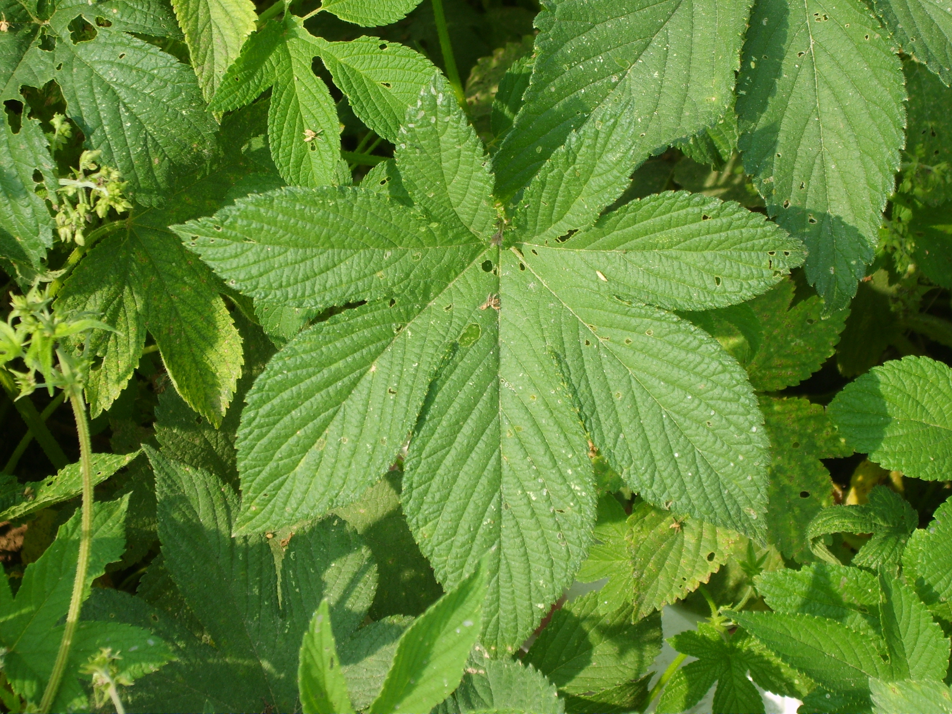 Japanese Hop photo 6