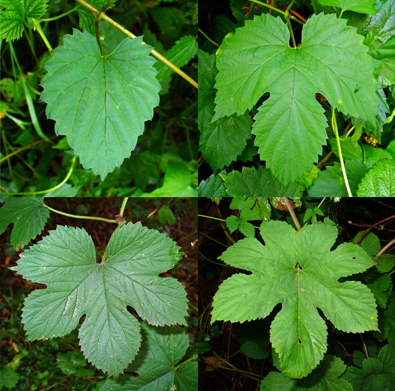 Common Hop photo 2