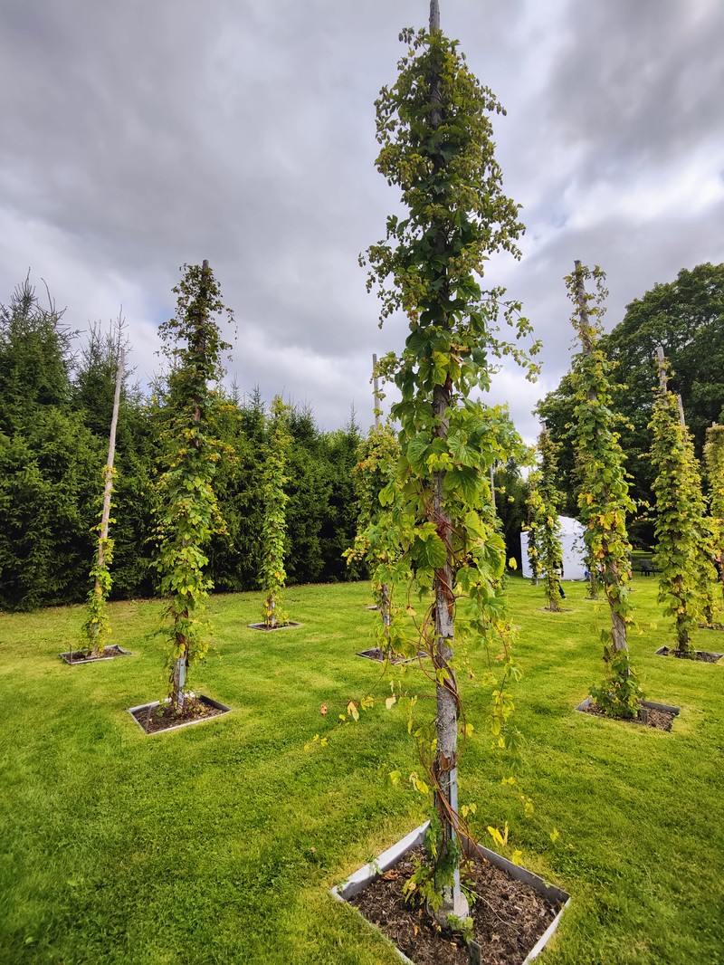 Common Hop photo 3