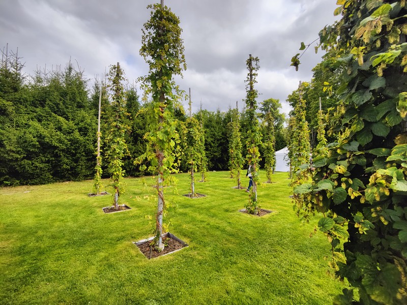 Common Hop photo 4