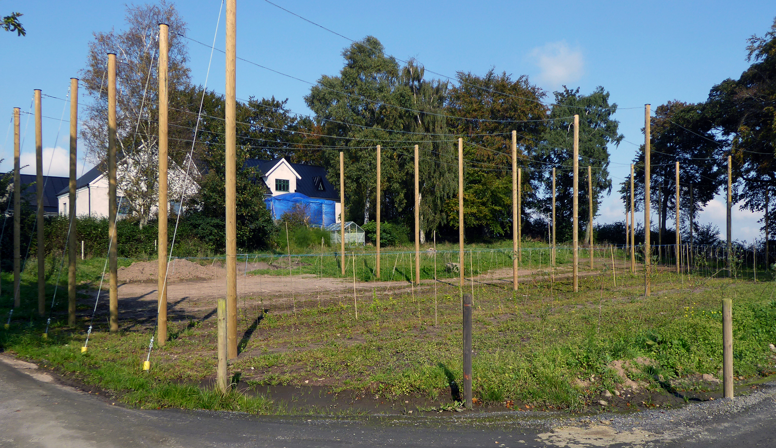 Common Hop photo 6