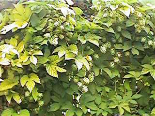 Common Hop photo 7