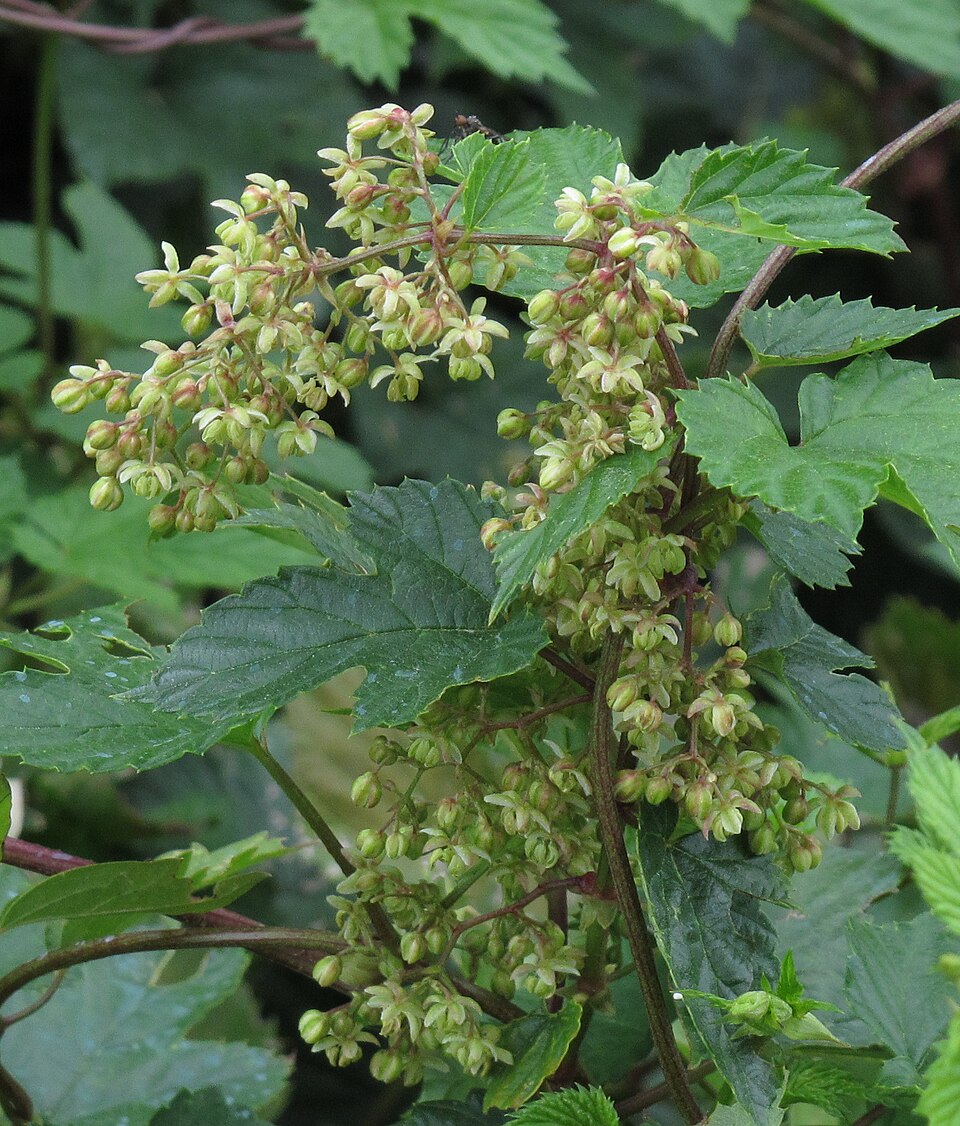 Common Hop photo 8