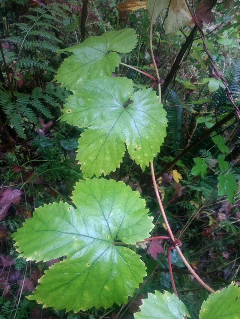 Humulus neomexicanus