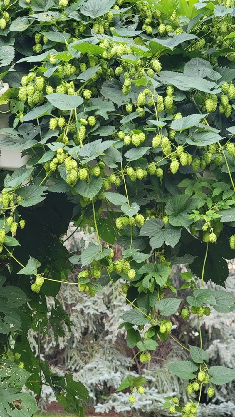 Humulus neomexicanus photo 3