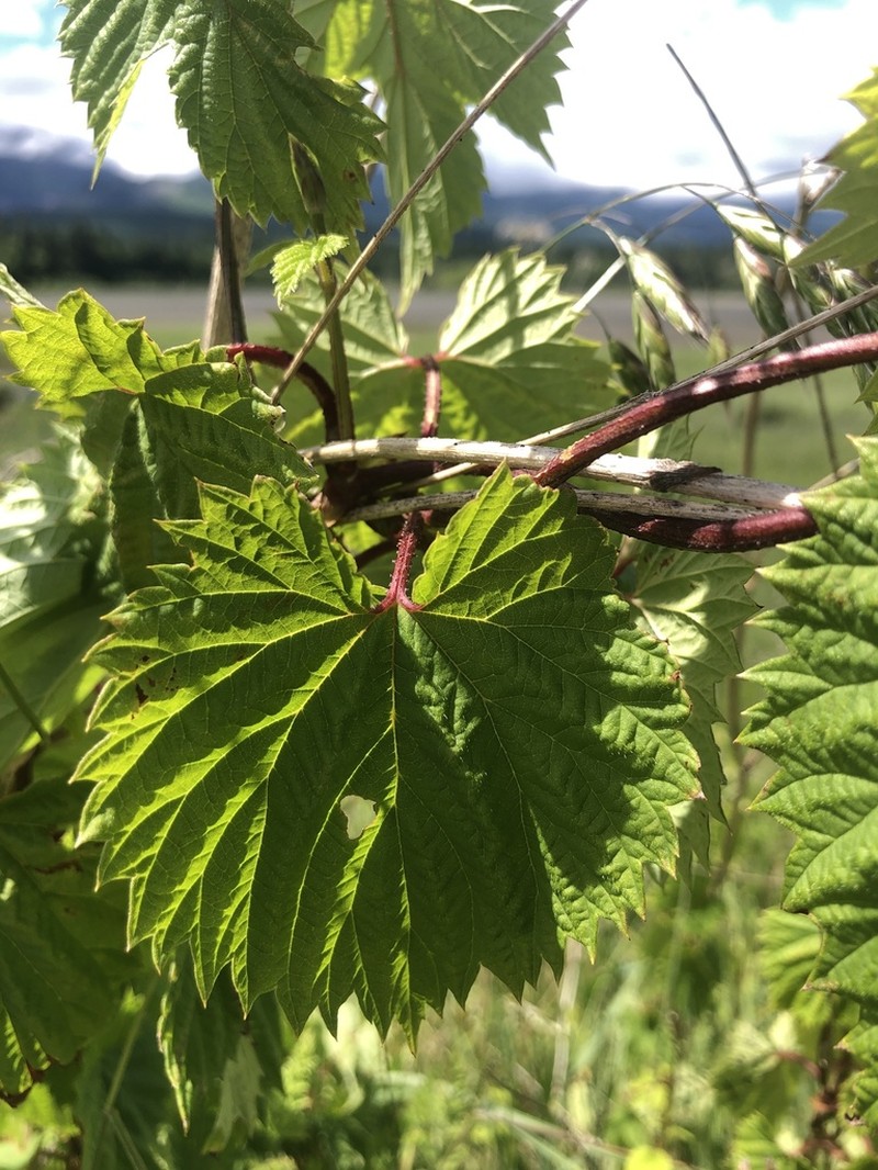 Humulus neomexicanus photo 4