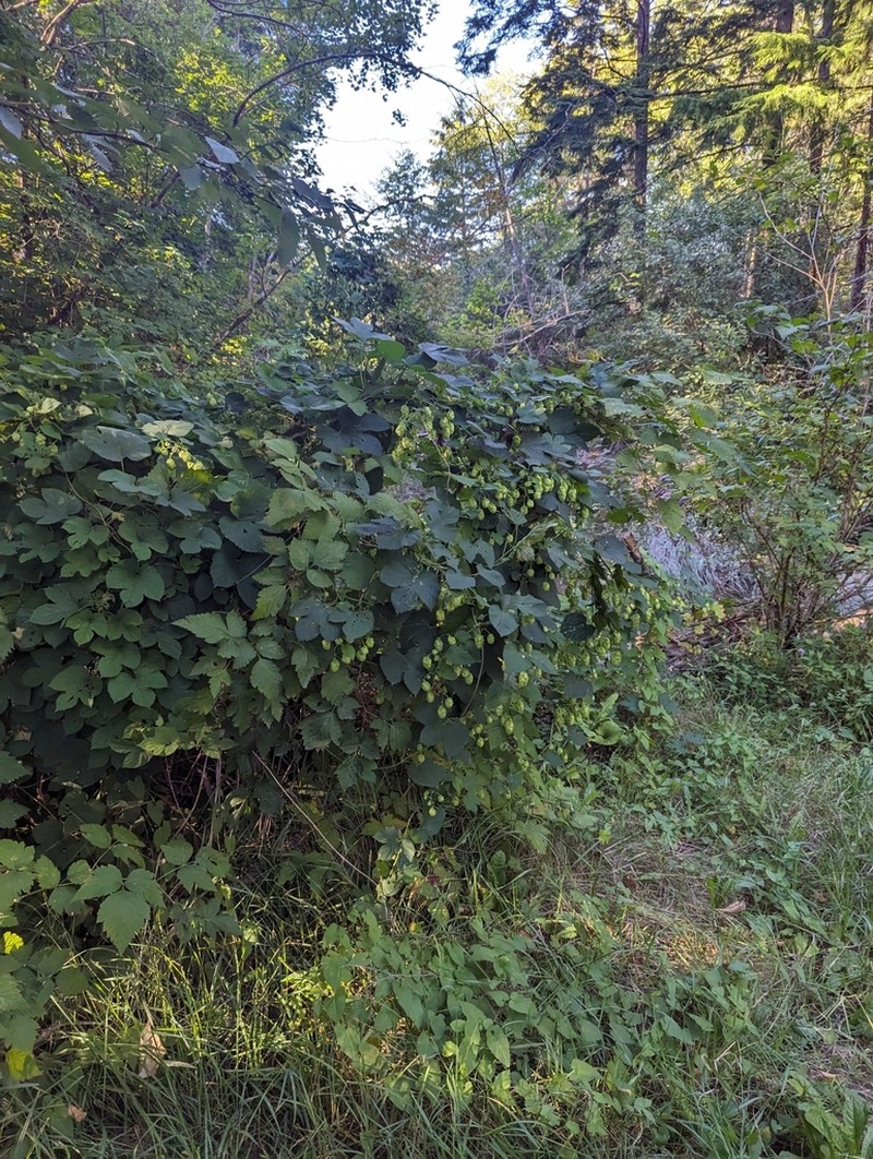 Humulus neomexicanus photo 8