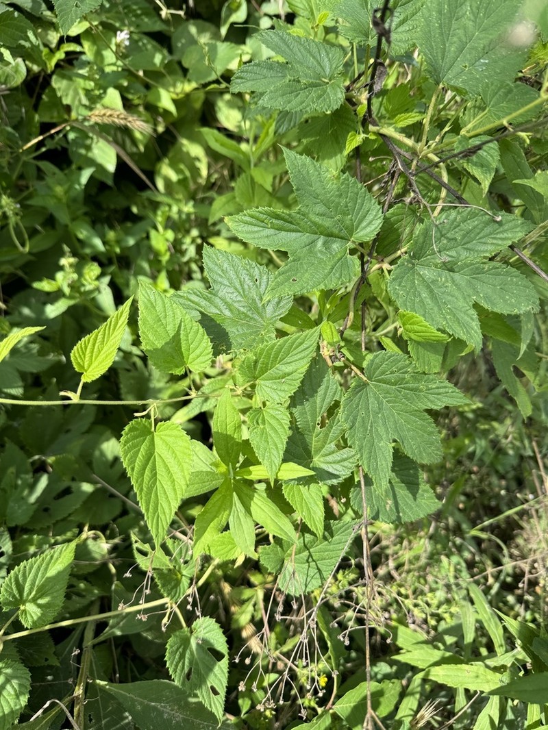 Humulus pubescens