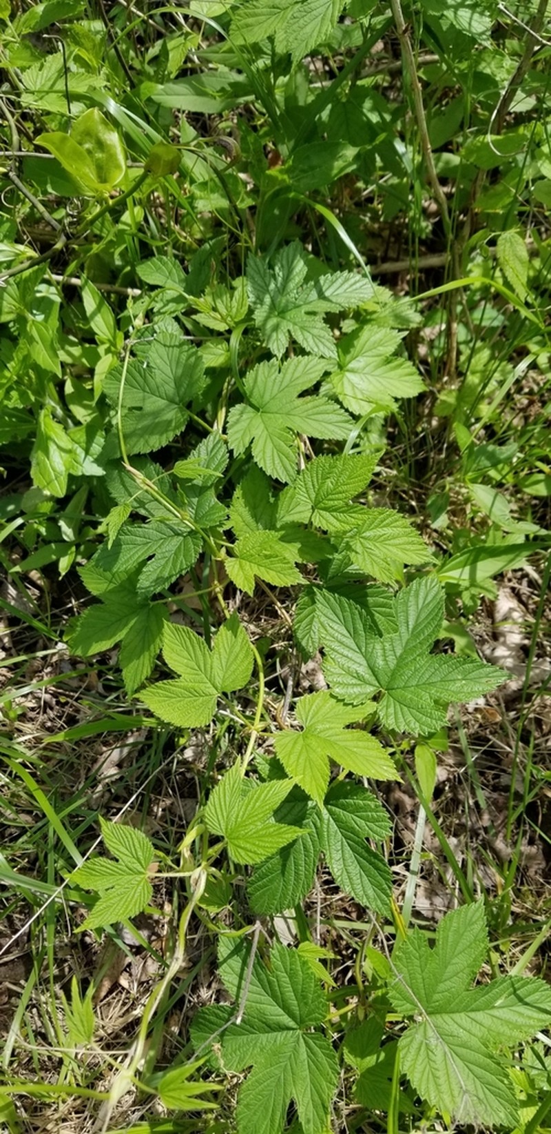Humulus pubescens photo 2