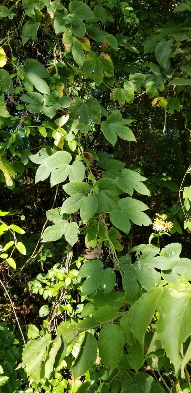Humulus pubescens photo 3