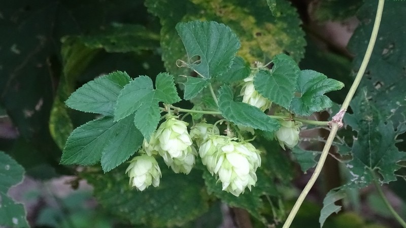 Humulus pubescens photo 4
