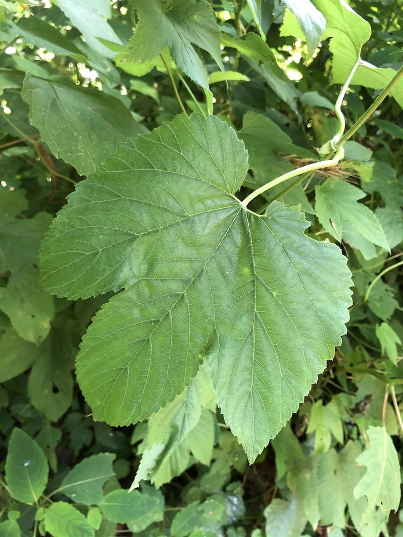 Humulus pubescens photo 5