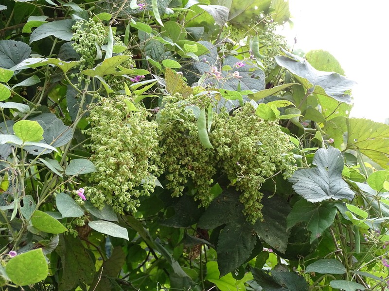 Humulus pubescens photo 6
