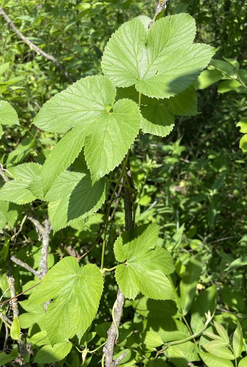 Humulus pubescens photo 7