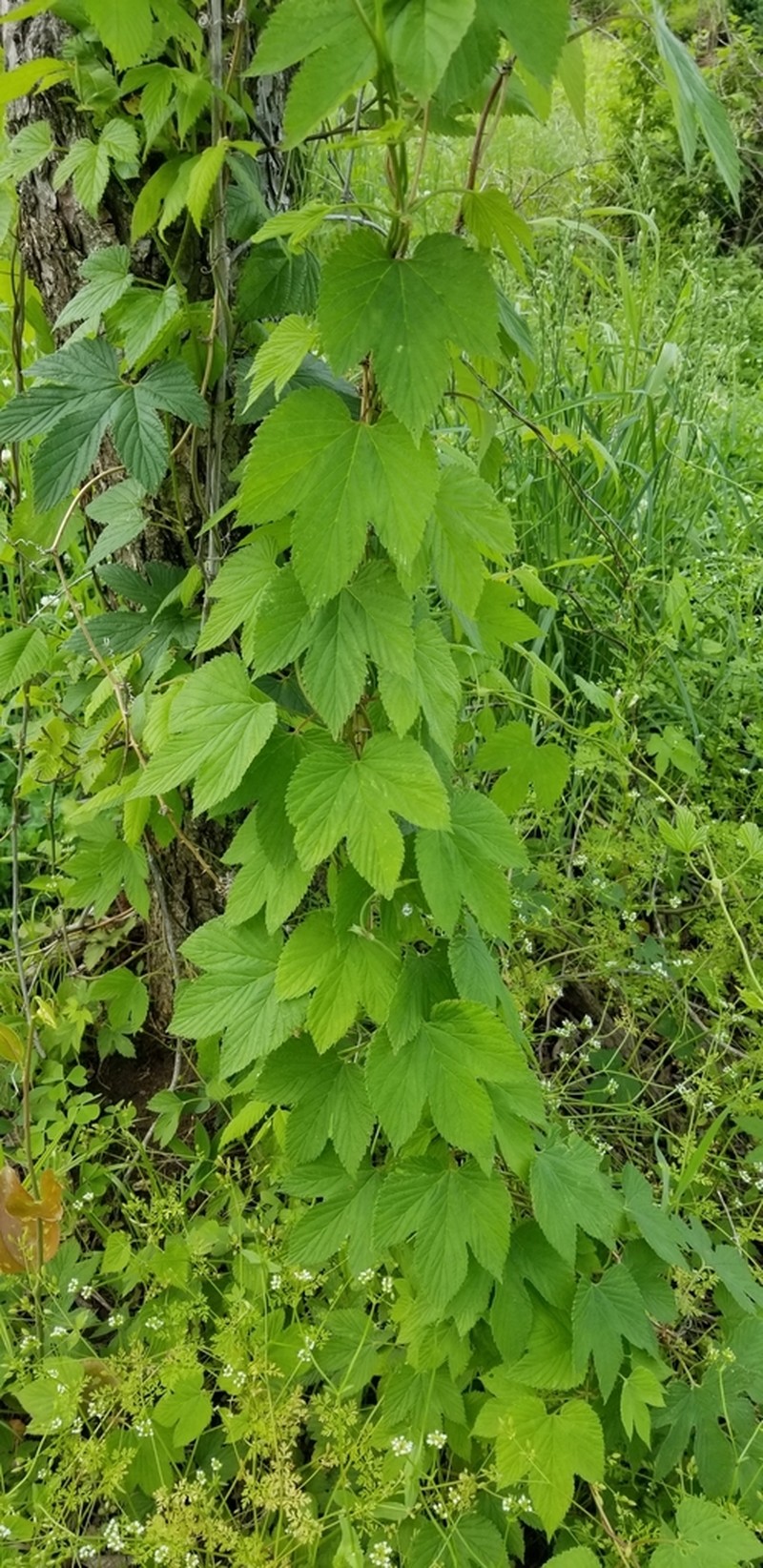 Humulus pubescens photo 8