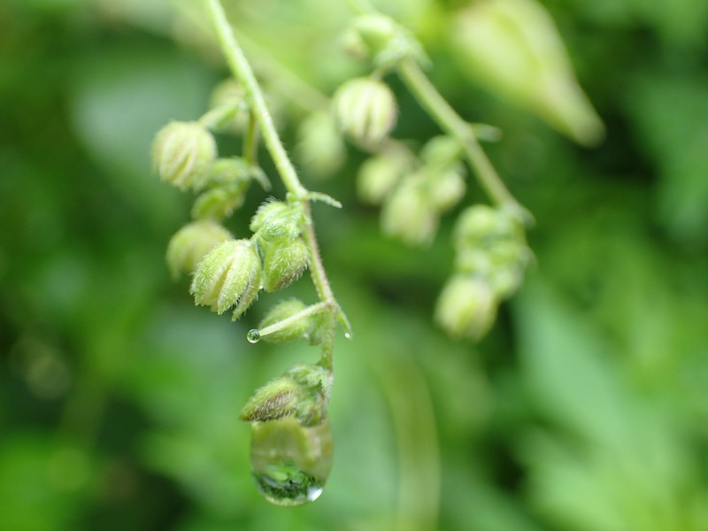 Japanese Hop photo 7
