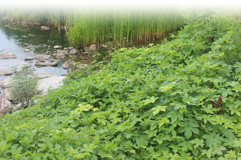 Japanese Hop photo 8