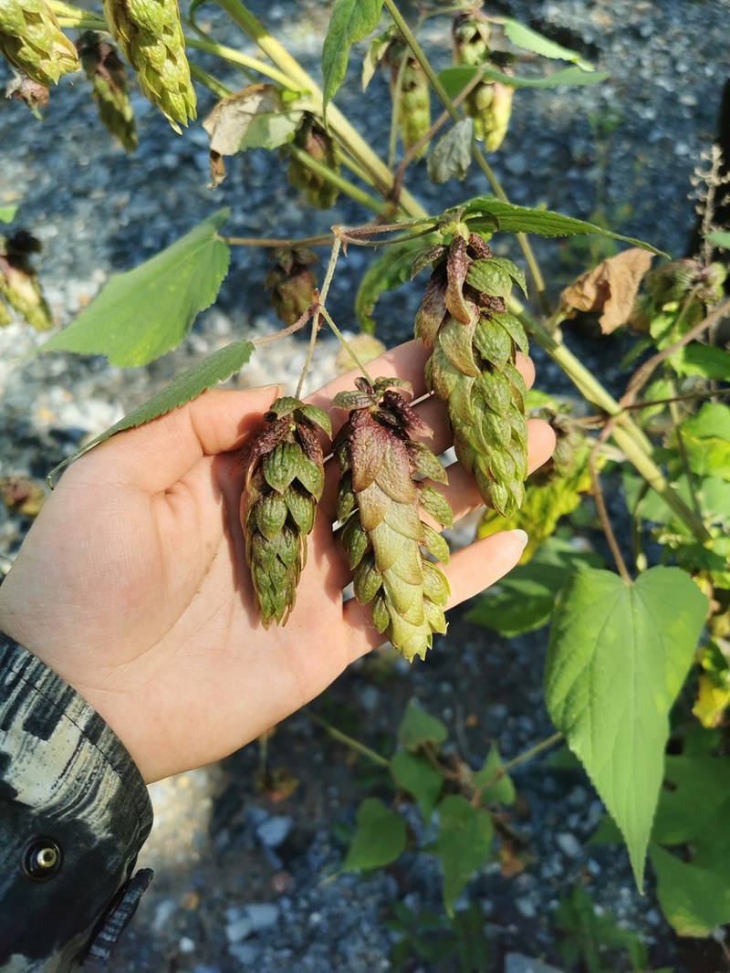 Humulus yunnanensis