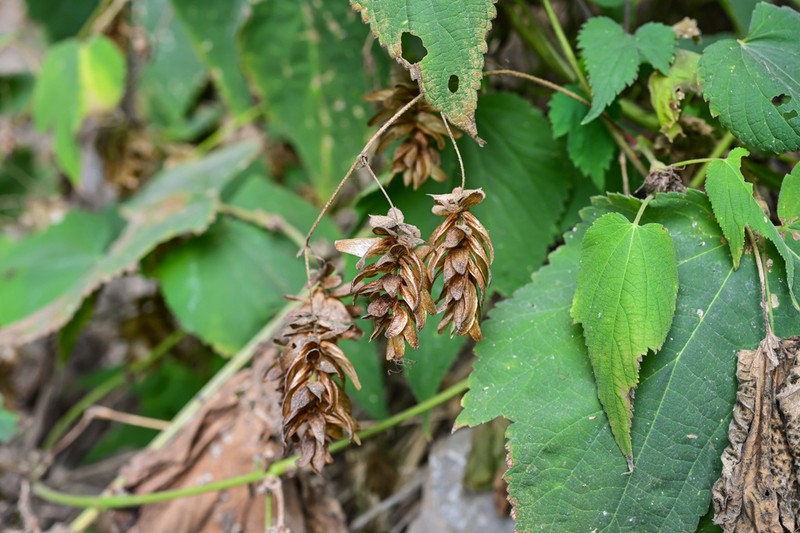 Humulus yunnanensis photo 2