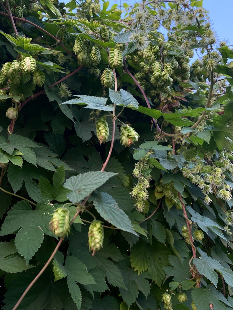 Humulus yunnanensis photo 3