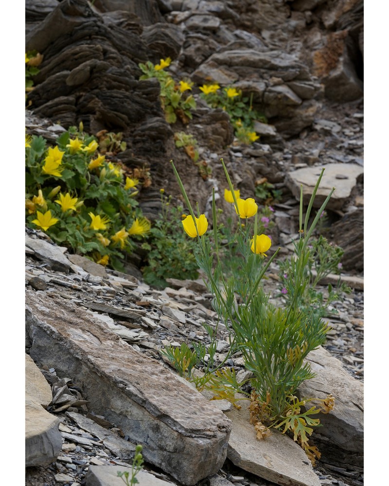 Mexican Tulip Poppy