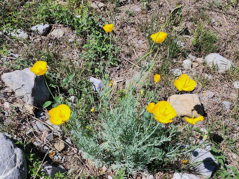 Mexican Tulip Poppy photo 2