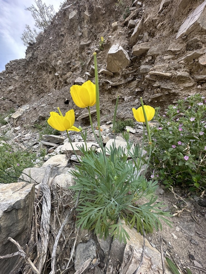 Mexican Tulip Poppy photo 3