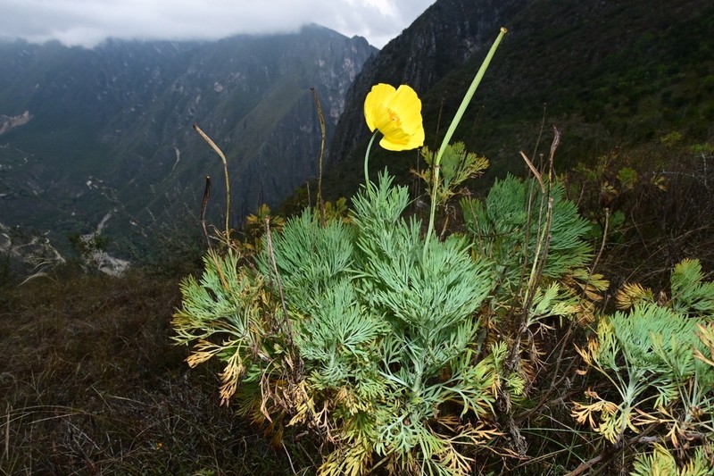 Mexican Tulip Poppy photo 4