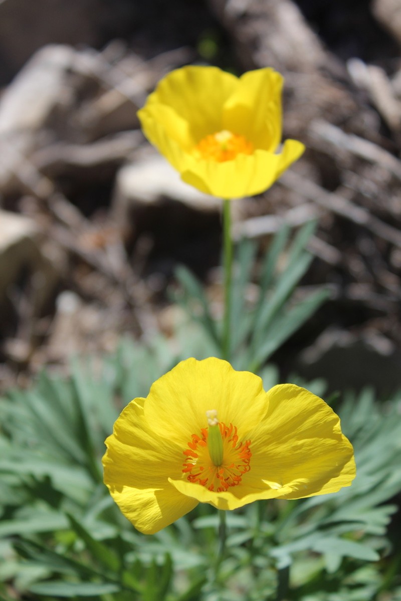 Mexican Tulip Poppy photo 5