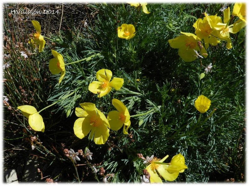 Mexican Tulip Poppy photo 6
