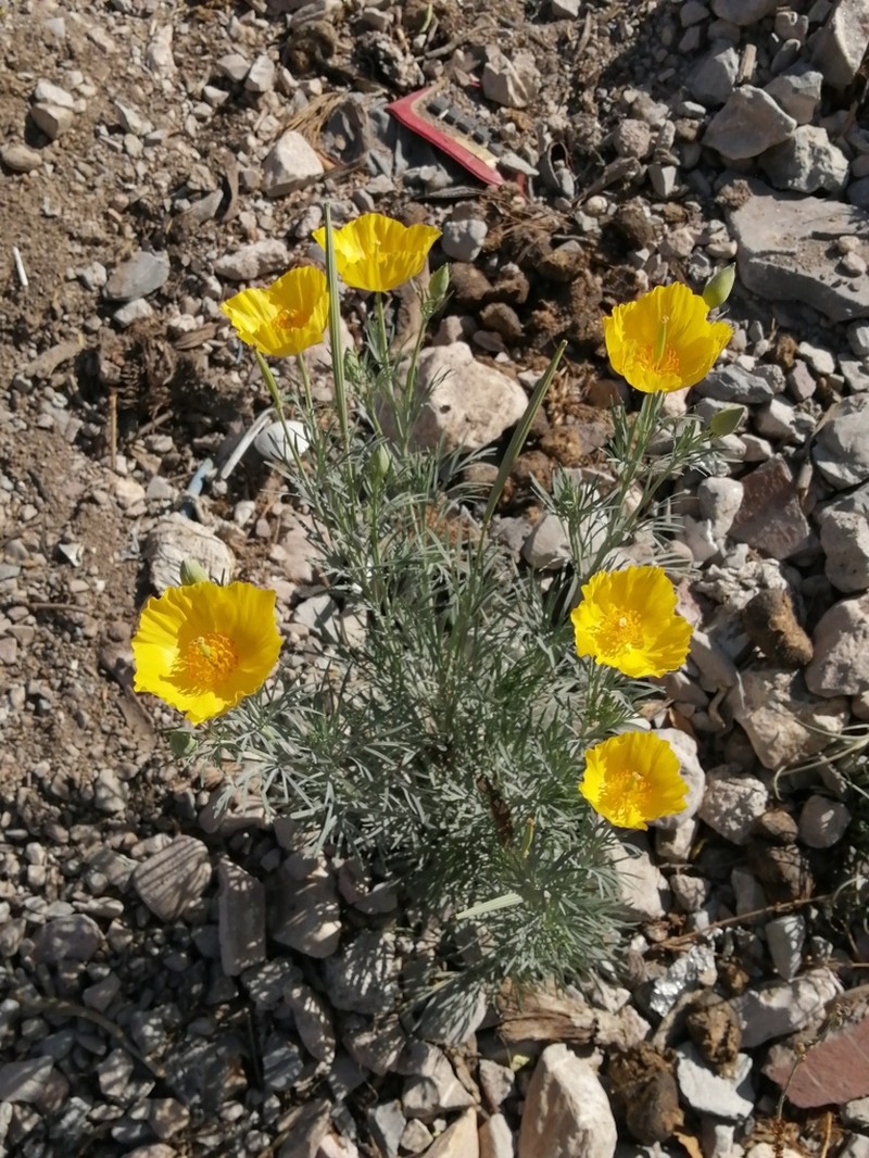 Mexican Tulip Poppy photo 7