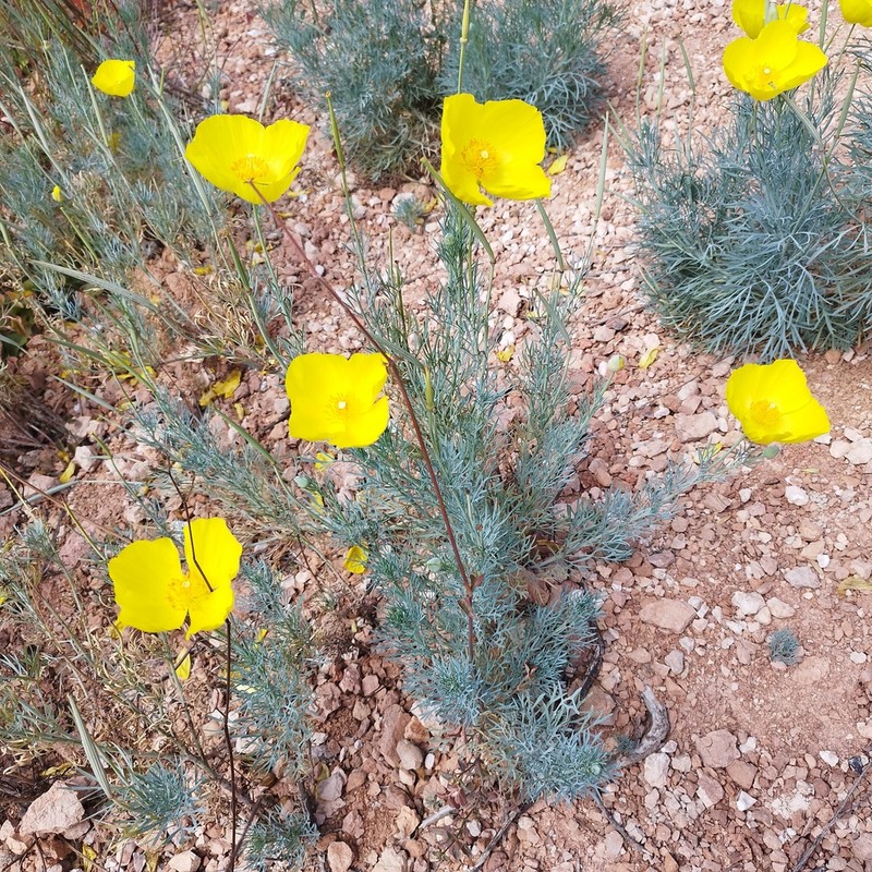 Mexican Tulip Poppy photo 8