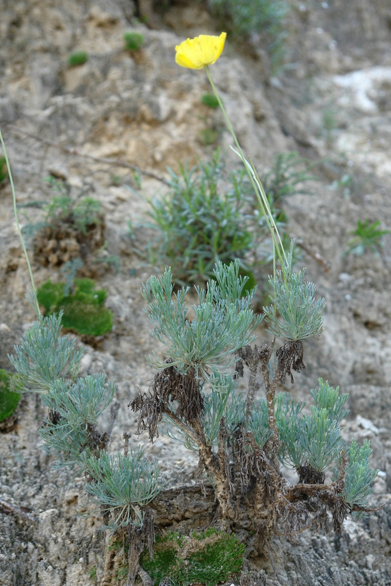 Hunnemannia hintoniorum photo 2