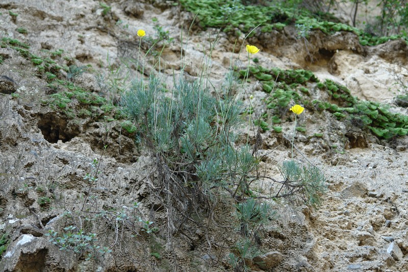 Hunnemannia hintoniorum