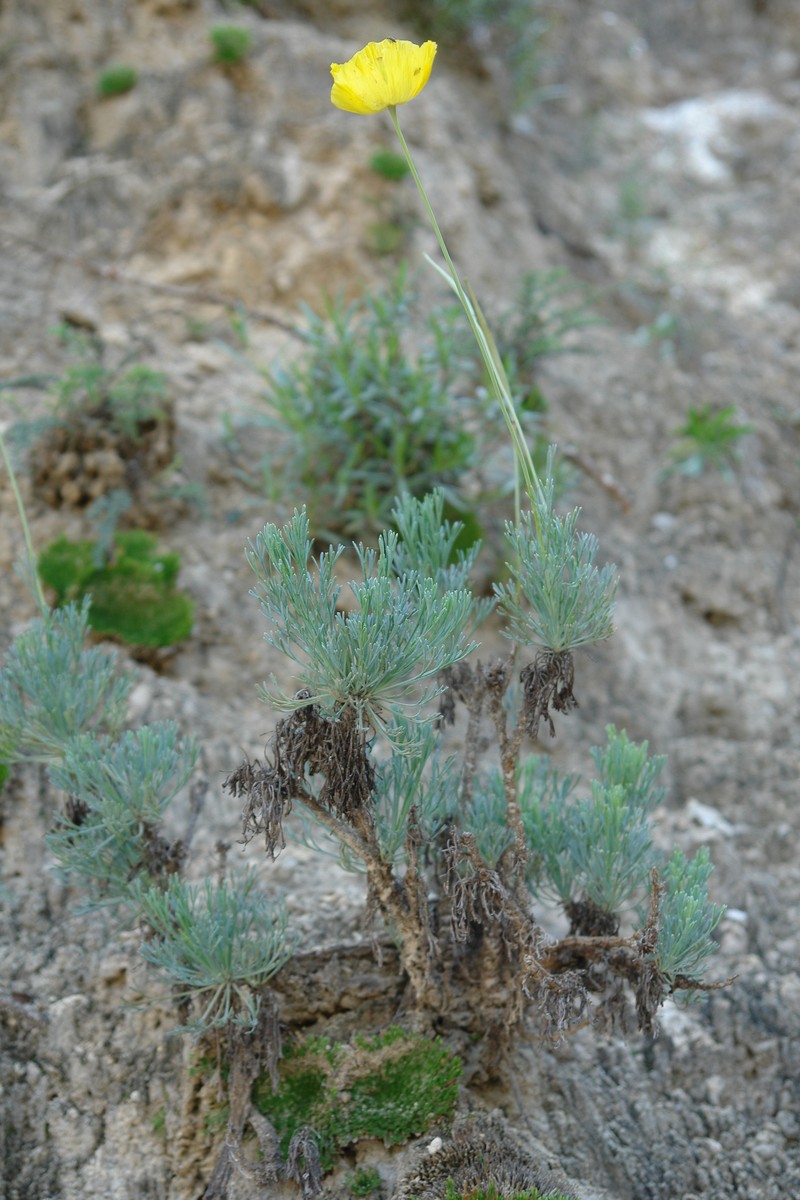 Hunnemannia hintoniorum photo 3