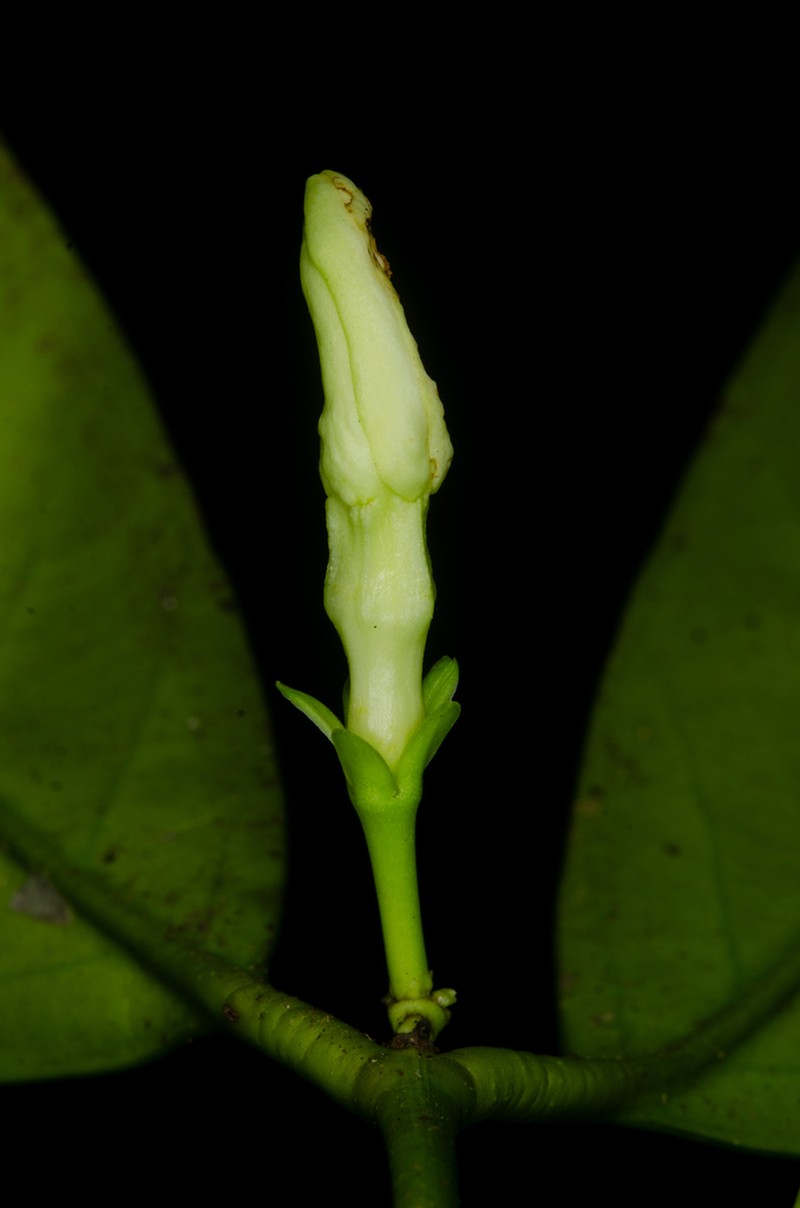 Hunteria maasiorum